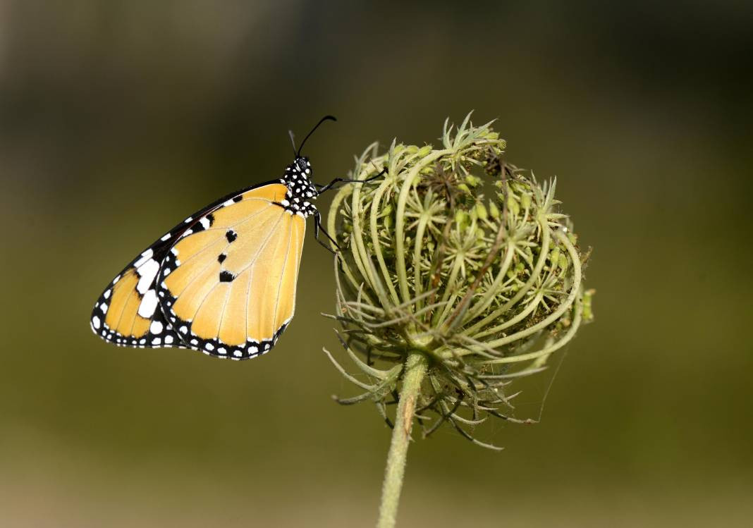 Sultan Kelebeği kendisini gösterdi! Meksika'dan Kanada'ya göç edebiliyor - Resim: 7